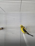 Af te halen parkiet hagoromo blackwing pop, Dieren en Toebehoren, Vogels | Parkieten en Papegaaien, Vrouwelijk, Parkiet, Geringd