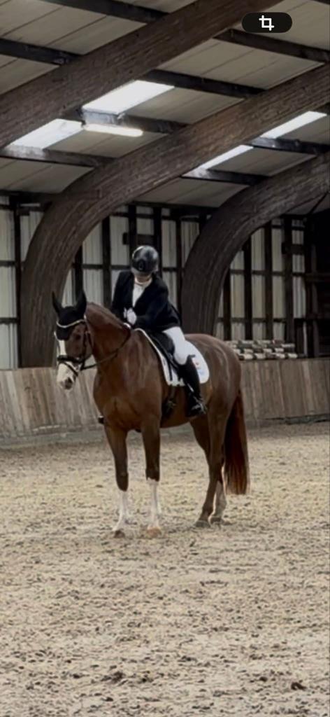 Instructie, training en wedstrijdbegeleiding aangeboden, Diensten en Vakmensen, Dieren | Paarden | Verzorging, Oppas en Les, Paardrijles of Ponykampen