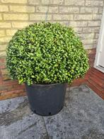 Ilex Crenata Convexa bolvormen, Tuin en Terras, Planten | Struiken en Hagen, Ophalen of Verzenden, Hulst, Struik, Minder dan 100 cm