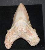Haaientand, Verzamelen, Mineralen en Fossielen, Ophalen of Verzenden, Fossiel