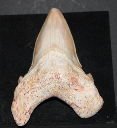 Haaientand, Verzamelen, Mineralen en Fossielen, Fossiel, Ophalen of Verzenden