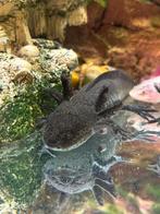 Axolotl man, Dieren en Toebehoren, Amfibie, 0 tot 2 jaar