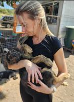 Kleine Meggy zoekt baasje, Particulier, Rabiës (hondsdolheid), 15 weken tot 1 jaar, Buitenland