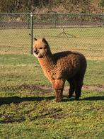 Alpaca’s, Dieren en Toebehoren, Overige Dieren, Meerdere dieren