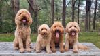 Australian labradoodle pups., Parvo, 8 tot 15 weken, Meerdere, Meerdere dieren