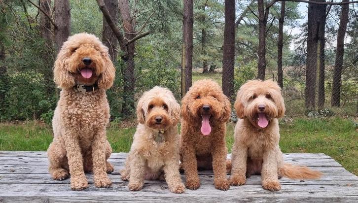 Australian labradoodle pups., Dieren en Toebehoren, Honden | Niet-rashonden, Klein, Meerdere dieren, Fokker | Hobbymatig, Meerdere