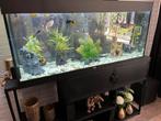 Jewel aquarium, Ophalen, Zo goed als nieuw, Gevuld zoetwateraquarium