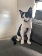 Kitten met toebehoren,16 weken, zindelijk, lief met kinderen, Dieren en Toebehoren, Katten en Kittens | Raskatten | Korthaar, Kater