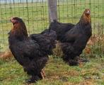 Te koop 3 brahma hennen goud berken, Vrouwelijk, Kip