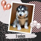 Pomsky pups 🩵  Mogen eind december verhuizen, Overige rassen, CDV (hondenziekte), 8 tot 15 weken, Meerdere