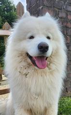 Samojede dekreu, Dieren en Toebehoren, Reu, Eén hond, 3 tot 5 jaar, Nederland