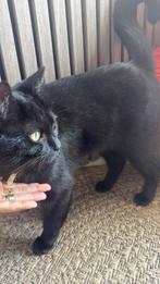 britse korthaar 1 jaar, Kater, Kortharig, 0 tot 2 jaar