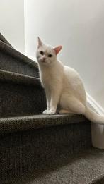 Poes te koop, Dieren en Toebehoren, Katten en Kittens | Raskatten | Korthaar, Poes