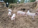 Biggen van Nederlands Landvarken, Meerdere dieren, Varken, 0 tot 2 jaar