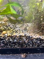 Corydora Pygmaeus, Vis