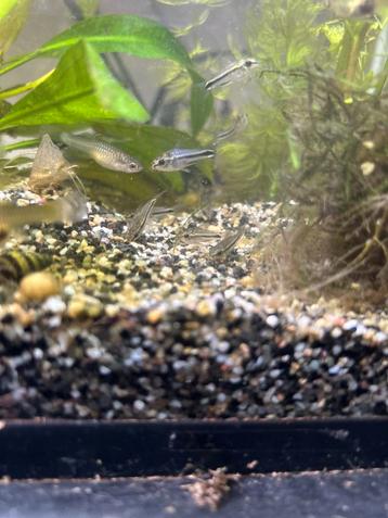 Corydora Pygmaeus beschikbaar voor biedingen