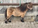 Mooie jonge Mini Hengst gezocht!, Dieren en Toebehoren, Pony's, Gechipt, Niet van toepassing, Hengst, A pony (tot 1.17m)