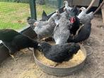 Wyandotte kriel, diverse kleurslagen te koop, Dieren en Toebehoren, Pluimvee, Vrouwelijk, Kip