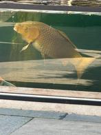 Chagoi 55cm te koop, Dieren en Toebehoren, Karper of Koi