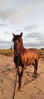 Lieve grote b pony, Dieren en Toebehoren, Pony's, Zadelmak, 7 tot 10 jaar, B pony (1.17m tot 1.27m), Recreatiepony