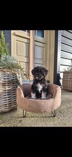 Onwijs knappe Cockapoo x Boomer pups, Nederland, Overige rassen, CDV (hondenziekte), 8 tot 15 weken