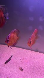 7x san merha's te koop discus vissen, Dieren en Toebehoren, Vis