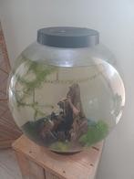 Biorb aquarium 60 Liter, Dieren en Toebehoren, Ophalen, Gebruikt, Verlichting of Verwarming
