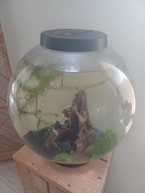 Biorb aquarium 60 Liter, Dieren en Toebehoren, Vissen | Aquaria en Toebehoren, Gebruikt, Verlichting of Verwarming, Ophalen