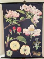 Schoolplaat van de Appel door Jung-Koch-Quentell, Antiek en Kunst, Ophalen of Verzenden, Natuur en Biologie