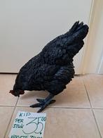 Mooi nieuw beeld van een zwarte kip te koop, Ophalen of Verzenden, Nieuw, Dier