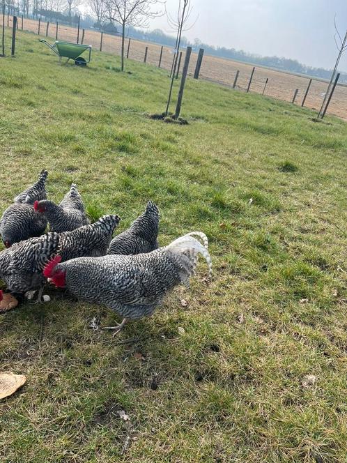 Broedeieren noord Hollandse blauwe, Dieren en Toebehoren, Pluimvee, Kip, Geslacht onbekend