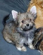 Yorkshire Terrier pups reu en teef, Dieren en Toebehoren, Yorkshire Terriër, Rabiës (hondsdolheid), 8 tot 15 weken, Buitenland