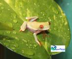 Agalychnis callidryas, Amfibie, Tam, 0 tot 2 jaar