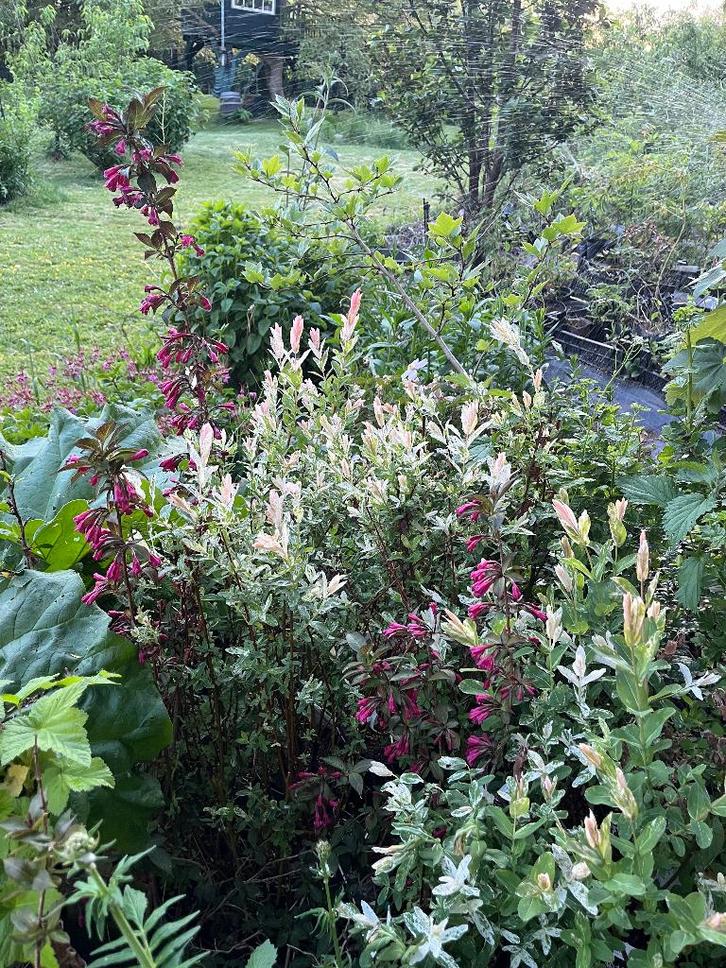 Salix integra ‘Hakuro-nishiki’ struik, Hypericum. viburnum, Tuin en Terras, Planten | Struiken en Hagen, Overige soorten, 100 tot 250 cm