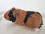 cavia driekleur, Dieren en Toebehoren, Cavia, Augustus, Mannelijk, Tam