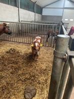 Agrarisch dienstverlening en erfonderhoud, Dieren en Toebehoren