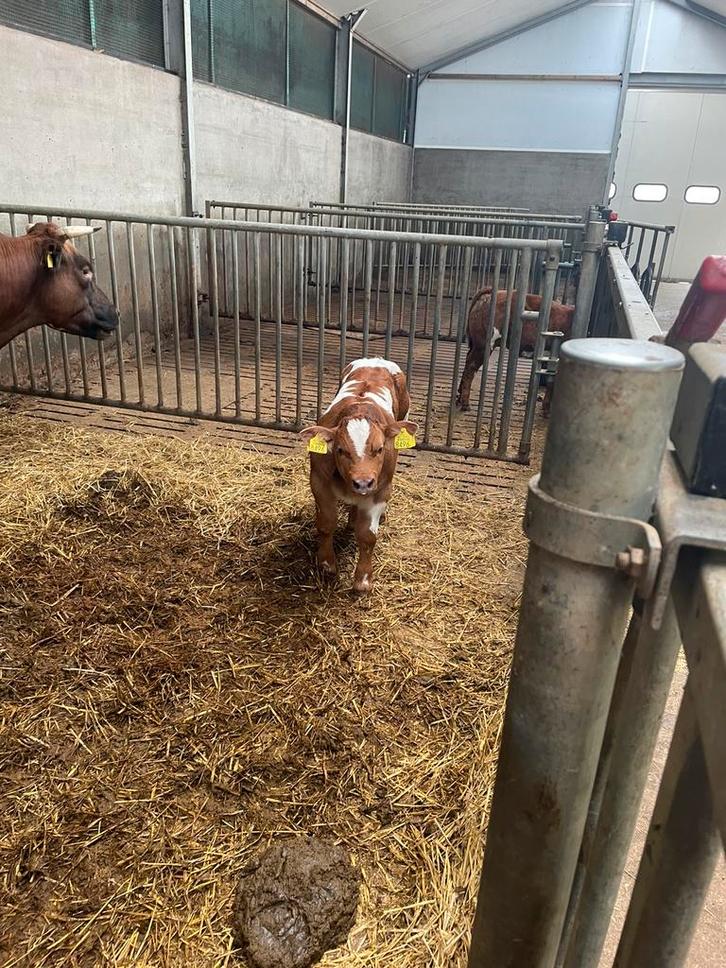 Agrarisch dienstverlening en erfonderhoud, Dieren en Toebehoren, Stalling en Weidegang