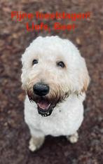 Oppas (in Naarden) gezocht voor onze lieve labradoodle Beer, Oktober, Mannelijk