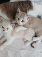 Mooie, aanhankelijke kittens.  Ragdoll X Britse Langhaar, Dieren en Toebehoren, Katten en Kittens | Raskatten | Langhaar, Kater