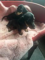 Teckel pups, Dieren en Toebehoren, Honden | Teckels en Dashonden, Kaninchen, Rabiës (hondsdolheid), 8 tot 15 weken, Korthaar