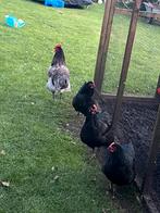 Broedeieren zuiver jersey giant, Dieren en Toebehoren, Pluimvee, Meerdere dieren, Kip