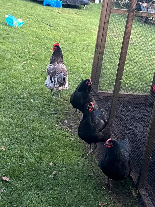 Broedeieren zuiver jersey giant, Dieren en Toebehoren, Pluimvee, Kip, Meerdere dieren