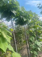 Bol catalpa 10-12 tot 16-18 cm en Halfstam, Ophalen