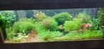 aquariumplanten, Ophalen of Verzenden, Zo goed als nieuw, Plant(en), Steen of Hout