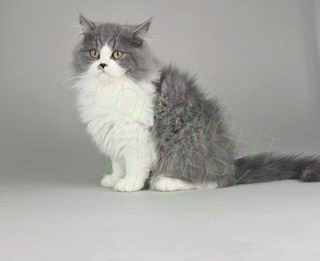 🇱🇺🇧🇪 katertje langharig kitten 4 maanden MAG DIRECT MEE beschikbaar voor biedingen