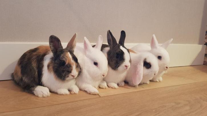 Jonge kleurdwergjes, hangoordwerg/ minilop en koppeltjes, Dieren en Toebehoren, Konijnen, Dwerg, Meerdere dieren