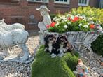 Te  koop.mooie  speelse boomer pups, Dieren en Toebehoren, Honden | Chihuahua's en Gezelschapshonden, CDV (hondenziekte), 8 tot 15 weken
