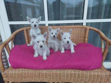 Westy pups  , west  highland white terier pups beschikbaar voor biedingen