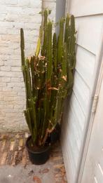 Cactus, Huis en Inrichting, Kamerplanten, Ophalen, Cactus, Volle zon, 100 tot 150 cm