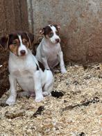 Boerefox puppys, Dieren en Toebehoren, Jack Russell Terriër, 8 tot 15 weken, Meerdere, Meerdere dieren